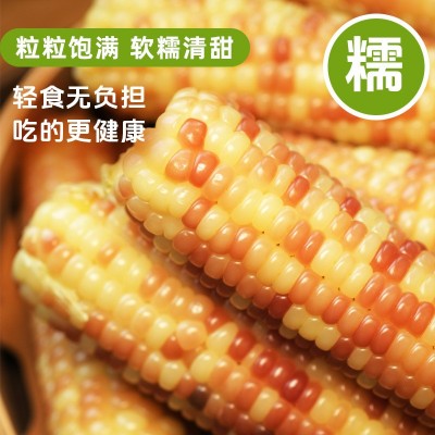 德和西双版纳甜糯玉米2kg/箱熟制糯玉米云南特产玉米棒图3