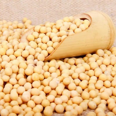 低温烘焙熟黄豆 五谷杂粮黄大豆 现磨磨粉打豆浆专用黄豆原料批发图4