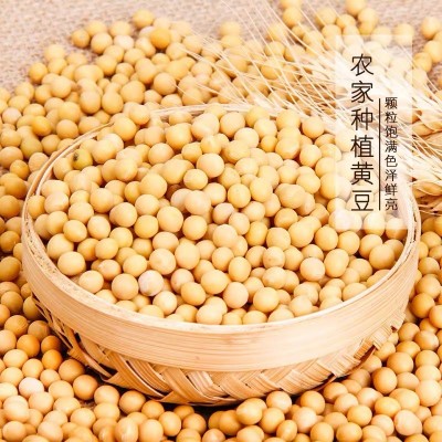 低温烘焙熟黄豆 五谷杂粮黄大豆 现磨磨粉打豆浆专用黄豆原料批发图3