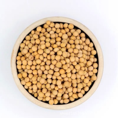低温烘焙熟黄豆 五谷杂粮黄大豆 现磨磨粉打豆浆专用黄豆原料批发图5