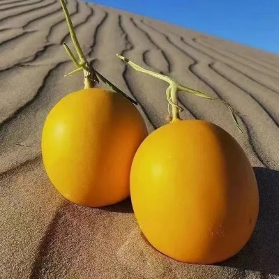 甘肃民勤蜜瓜新鲜香瓜甜瓜水果黄河蜜瓜沙漠蜜瓜一件代发图3