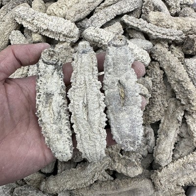 黄玉参海参水产干货8-120头王玉参海参批发 淡干刺王海参500克图2