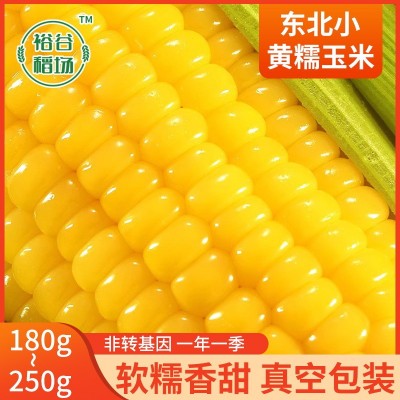 厂家直供东北黄糯玉米 糯九玉米8支10支装厂家代发甜糯黄 糯玉米图2