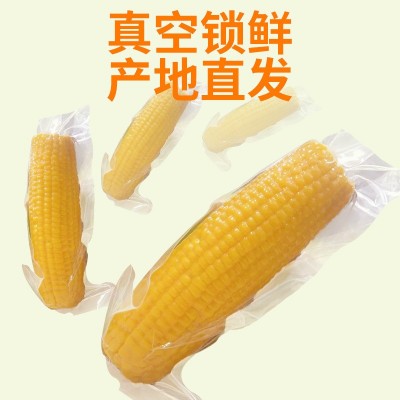 厂家直供东北黄糯玉米 糯九玉米8支10支装厂家代发甜糯黄 糯玉米图4
