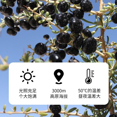 黑枸杞子500g青海黑枸杞大果非野生宁夏散货原料批发源头代发图4