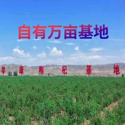早康新货中宁枸杞头茬枸杞子250g宁夏枸杞批发品质特优散装整箱图3