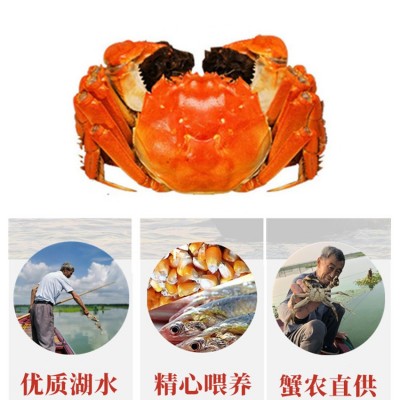兴化鲜活大闸蟹九指螃蟹现货批发特大公母精品残蟹图2