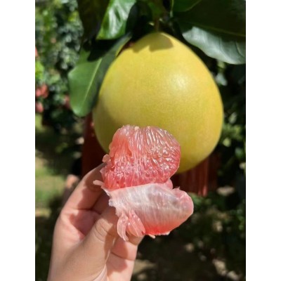 梅州红心蜜柚出口海外包装 自家农场果园种植出口资质齐全GAP证书图5