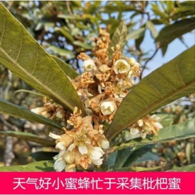 正宗枇杷蜜图2