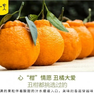 正宗四川丑橘不知火图2