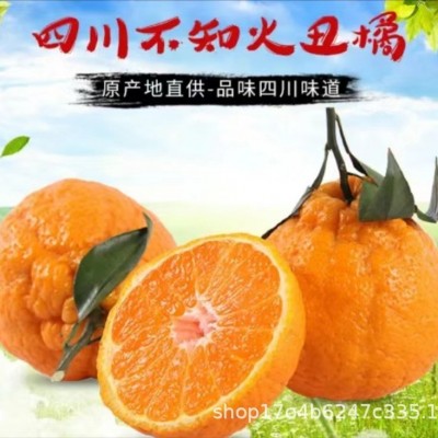 正宗四川丑橘不知火图1