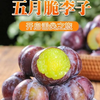 正宗四川五月脆凤凰李图1