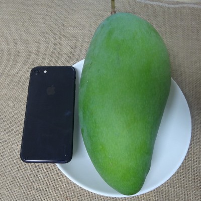 产地货源 天天果源越南大青芒9斤大金煌芒果大果新鲜当季水果批发图3