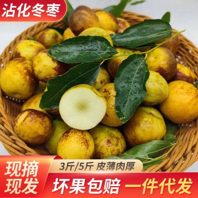 山东鲜枣沾化冬枣3斤5斤产地供应水果脆枣子一件代发量大从优图1