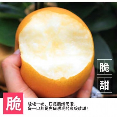 丰水梨皇冠脆梨高山亚丽雪梨翠冠梨秋月梨脆甜汁水超多冰糖梨图3