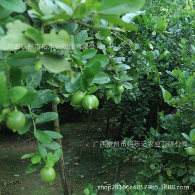 广东香水柠檬奶茶店专用手打柠檬无籽青柠檬新鲜皮厚一级果图4
