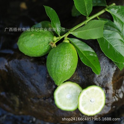 广东香水柠檬奶茶店专用手打柠檬无籽青柠檬新鲜皮厚一级果图3