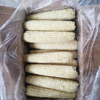 白糯玉米棒速冻食品/商用批发厂家直销-东北特色小吃冷冻玉米棒图2