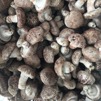 4.5以上花菇 农产品鲜香菇 食用菌菇供应餐厅超市批发图4