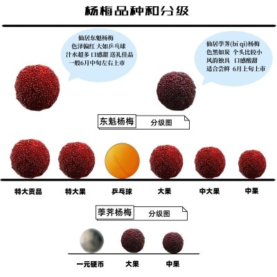新鲜杨梅正宗浙江仙居东魁杨梅鲜果现摘现发当季时令孕妇水果图2