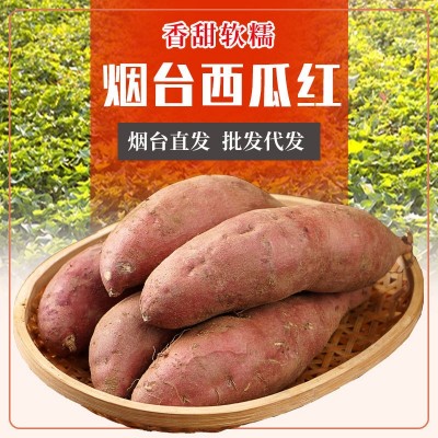 网红食品批发山东烟台西瓜红蜜薯红薯5斤10斤装新鲜香甜番薯地瓜图3