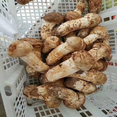 吉林延边松茸 新鲜松茸 野生菌松茸 产地直发图4