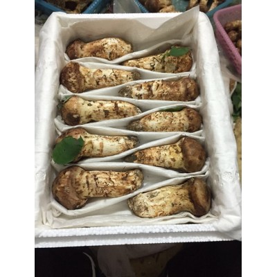 吉林延边松茸 新鲜松茸 野生菌松茸 产地直发图5