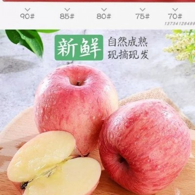 【一件代发】陕西延安苹果75以上通货整箱10斤装平果应季脆红富士图4