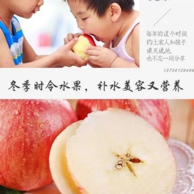 【一件代发】陕西延安苹果75以上通货整箱10斤装平果应季脆红富士图5