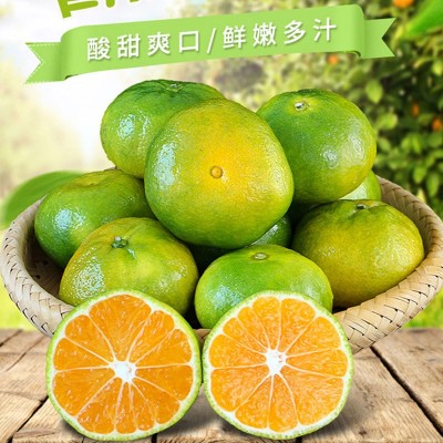 新鲜青皮蜜桔酸甜可口柑橘子农家果园营养丰富新鲜采摘