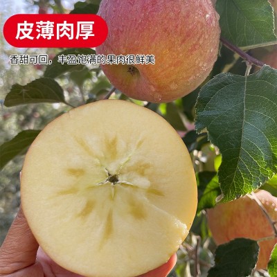 新疆阿克苏冰糖心苹果水果特级大果新鲜丑苹果整箱10斤顺丰包邮图5