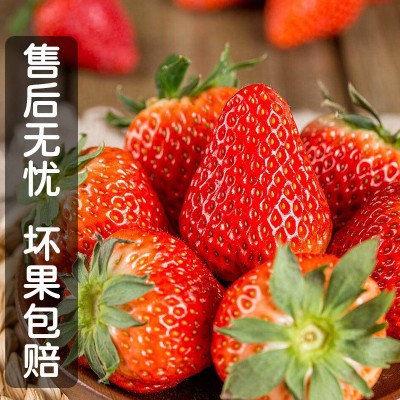 丹东九九草莓新鲜应季水果草莓头茬红颜草莓冰糖葫芦蛋糕装饰水果图2