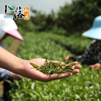 山东日照绿茶新茶2024年 一芽二叶春茶 日照特产绿茶礼品茶叶批图2