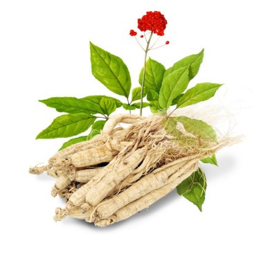 长白山整根原皮生晒参白参 化妆品干参东北人参 吉林抚松产地批发图5