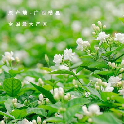 周顺来茉莉花干 干花散装 横县源头厂家 茉莉雪球 5月中旬上新花图5