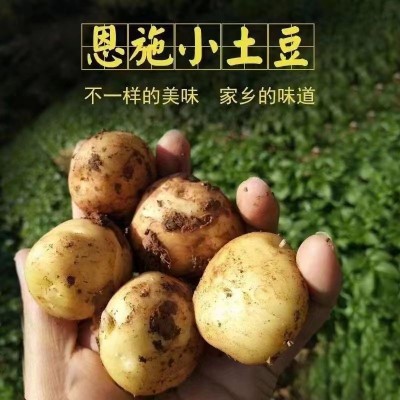 （产地直发）新鲜恩施小土豆正宗马尔科恩施农家自种蔬菜恩施大型图5