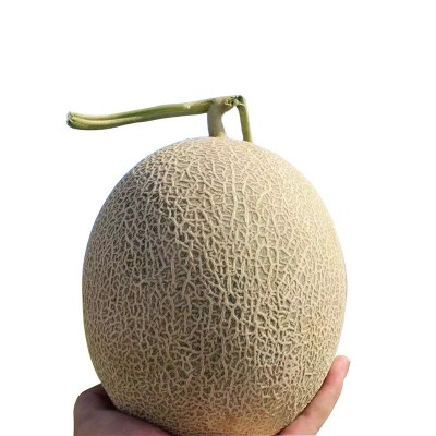 包邮款新疆西州密哈密瓜 新鲜哈密瓜网纹瓜沙漠蜜瓜 哈密瓜批发图5