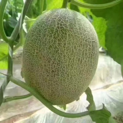 包邮款新疆西州密哈密瓜 新鲜哈密瓜网纹瓜沙漠蜜瓜 哈密瓜批发图4
