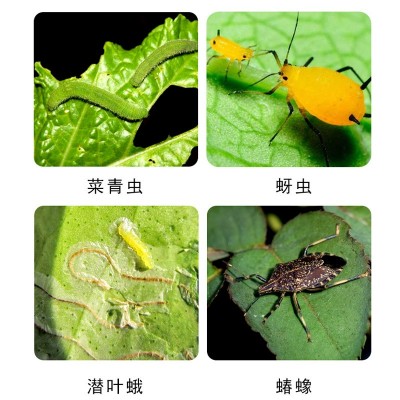 拜耳 敌杀死 茶树小叶绿蝉大豆食心虫盲蝽蟓粘虫农药 杀虫剂80ml图3