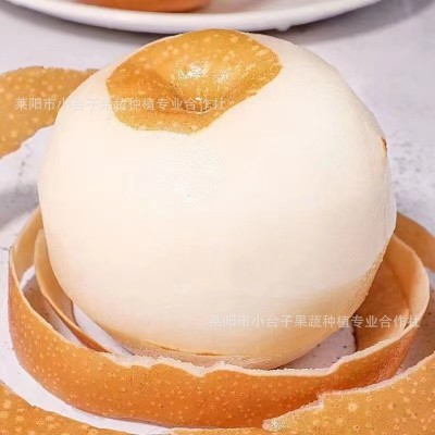 2024山东莱阳正宗秋月梨孕妇水果新鲜大果现摘自然整箱梨子树上熟图4