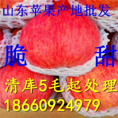 现批发红富士苹果 脆甜 富士苹果冰糖心红富士苹果 新鲜苹果产地图3