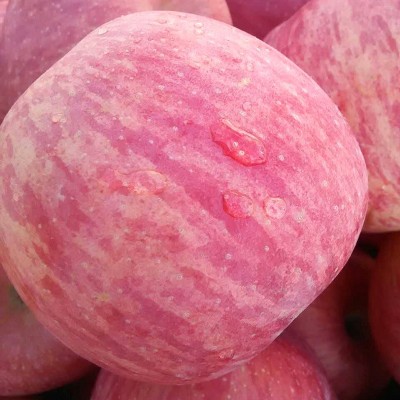 现批发红富士苹果 脆甜 富士苹果冰糖心红富士苹果 新鲜苹果产地图5