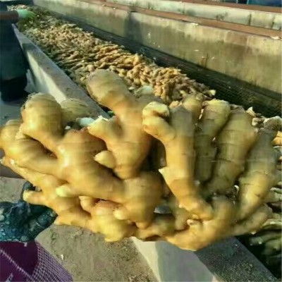 山东生姜供应 新鲜黄姜 面姜 小黄姜 生姜批发图2