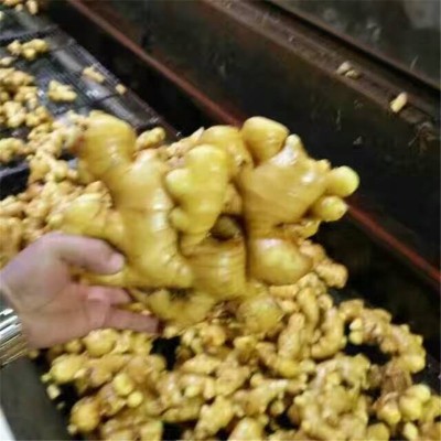 山东生姜供应 新鲜黄姜 面姜 小黄姜 生姜批发图3