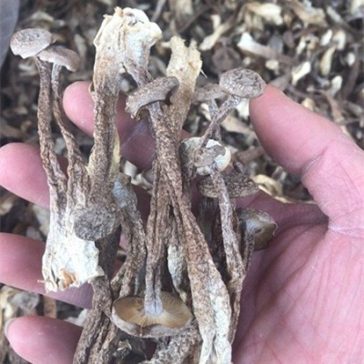 鹿茸菇干货批发鹿茸菌新货无硫食用菌煲汤火锅食材干度好古田菌菇图3