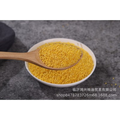 黄小米新米内蒙古赤峰农家月子小米粥粗粮小米 批发五谷杂粮图4