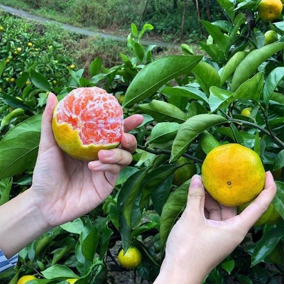青皮蜜橘无籽蜜桔薄皮多汁新鲜应季早熟橘子桔子四川蜜橘批发蜜桔图4