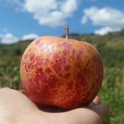 大凉山丑苹果新鲜水果整箱包邮没有冰糖心红富士丑苹果一件代发图4