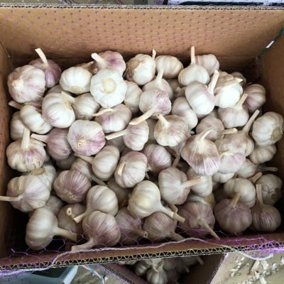 供应金乡大蒜 大蒜出口残次品2kg 28元 ，不影响使用，美观度欠，图5