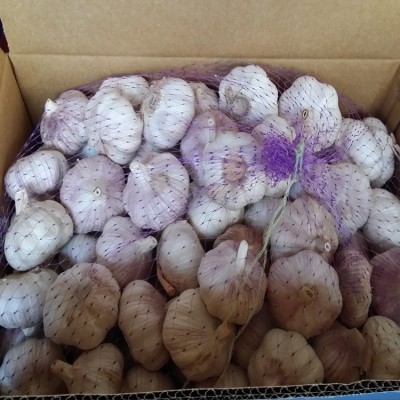 供应金乡大蒜 大蒜出口残次品2kg 28元 ，不影响使用，美观度欠，图3